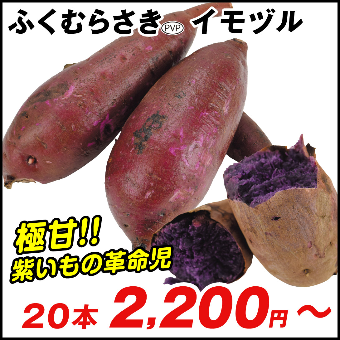 イモヅル 芋づる  ふくむらさきPVPイモヅル
