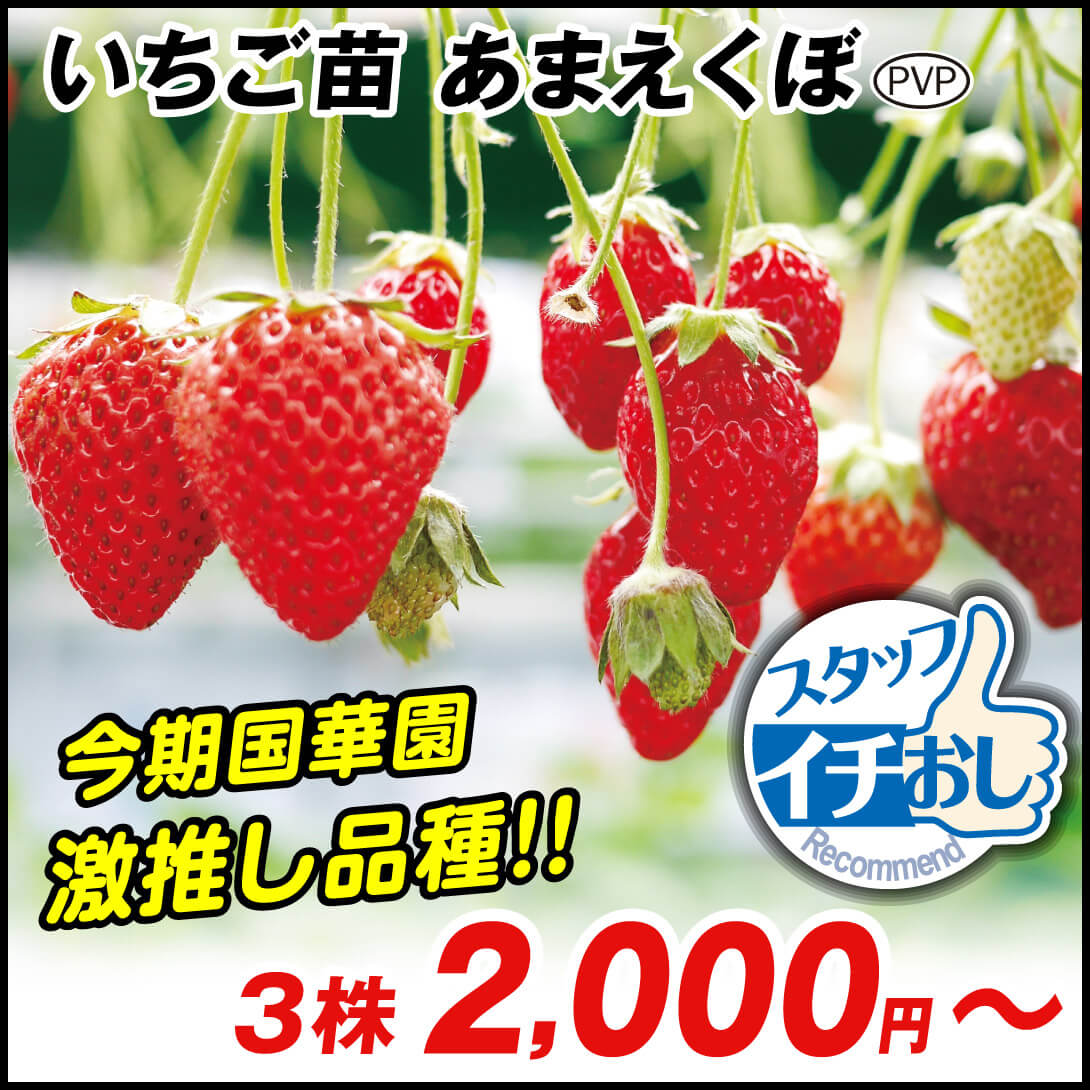 あまえくぼ
