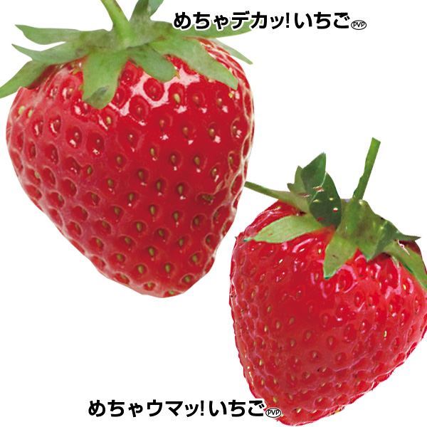 いちご苗 デカッウマッ！いちごセット 2種4株
