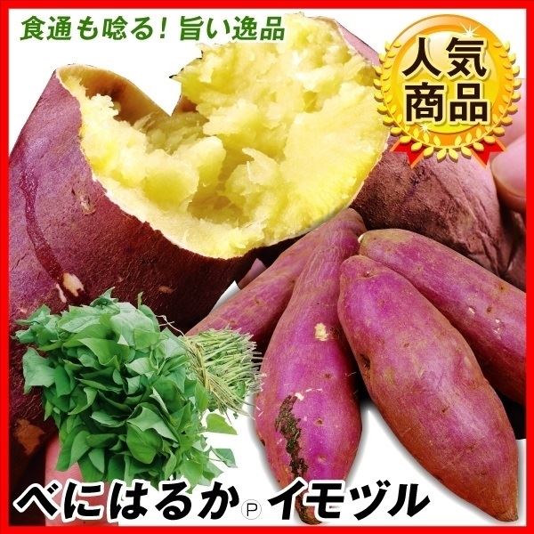 イモヅル 芋づる  べにはるかPVPイモヅル