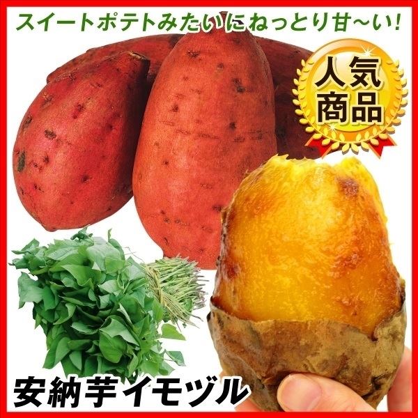 イモヅル 芋づる  安納芋イモヅル