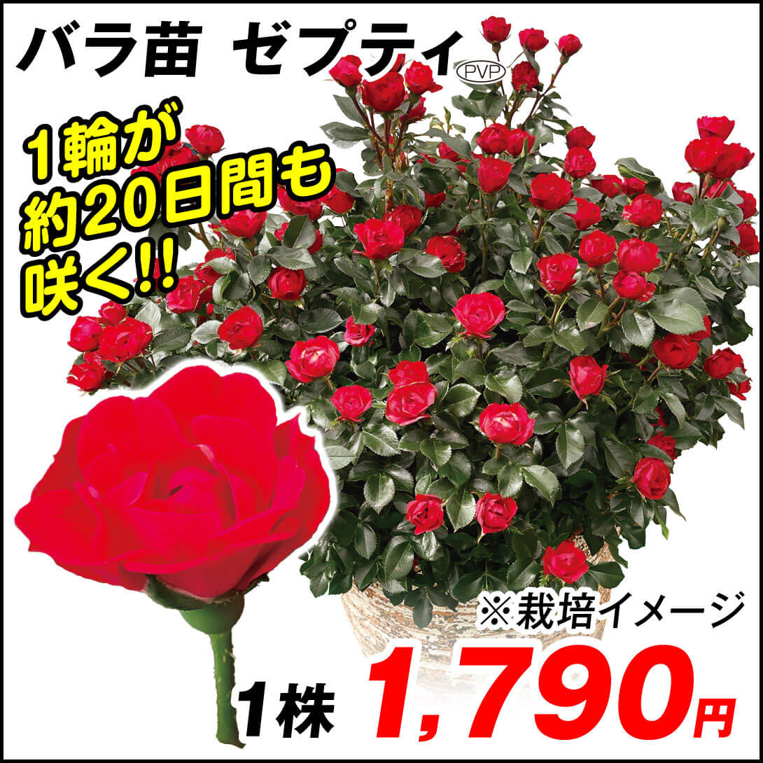 バラ苗 四季咲き性 ゼプティPVP 1株