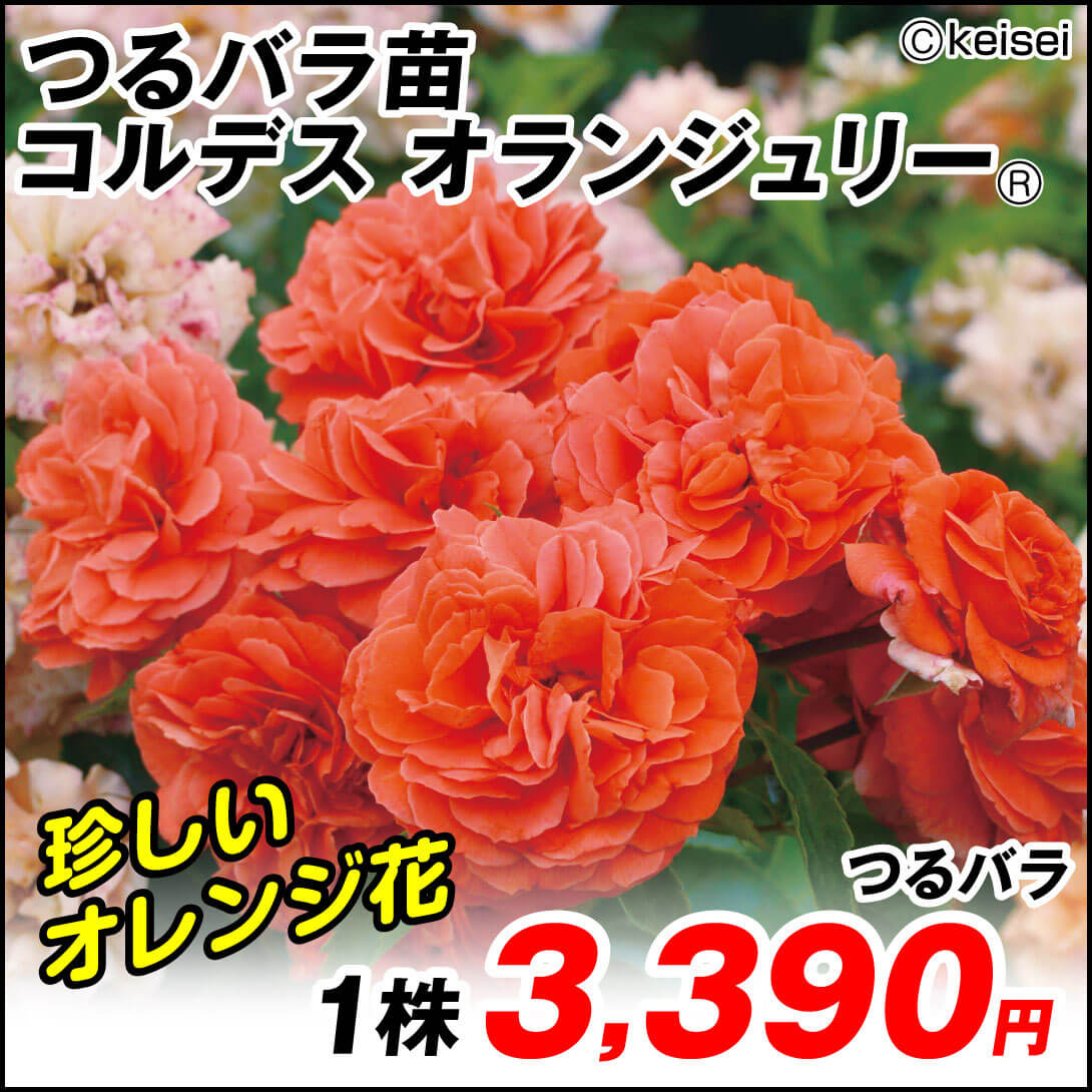 バラ苗 つるバラ コルデス オランジュリー(R) 1株