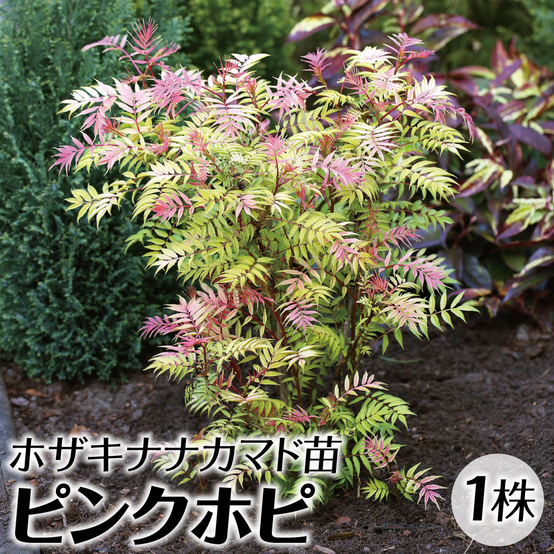 花木苗 ナナカマド ピンクホピ 1株