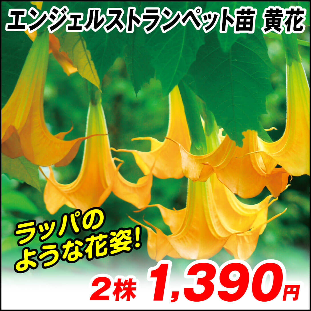 花木苗 エンジェルストランペット 黄花 2株