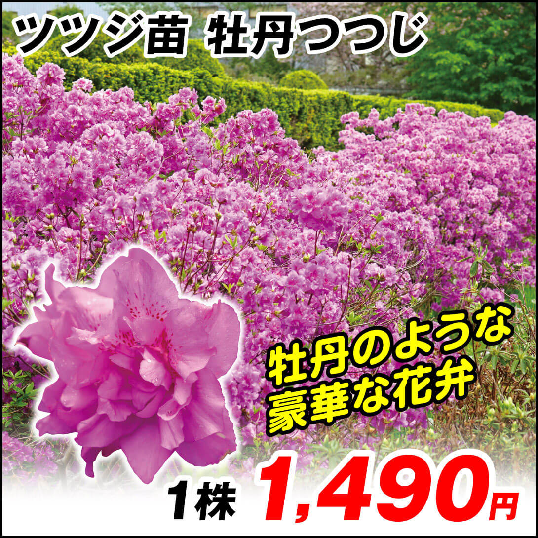 花木苗 ツツジ 牡丹つつじ 1株