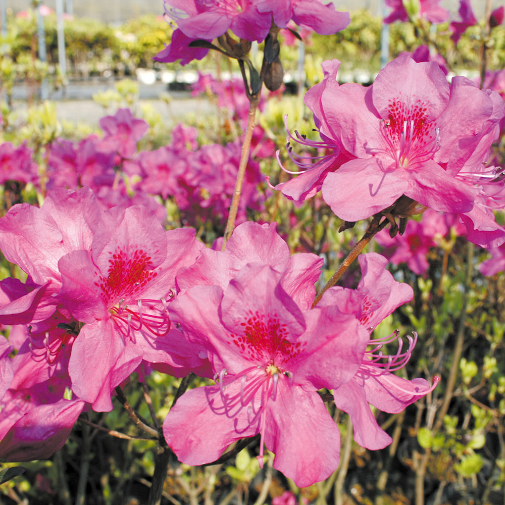 花木苗 三つ葉ツツジ 元の助 1株