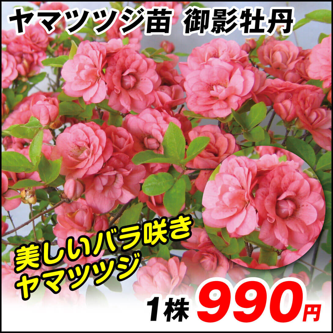 花木苗 ヤマツツジ 御影牡丹 1株