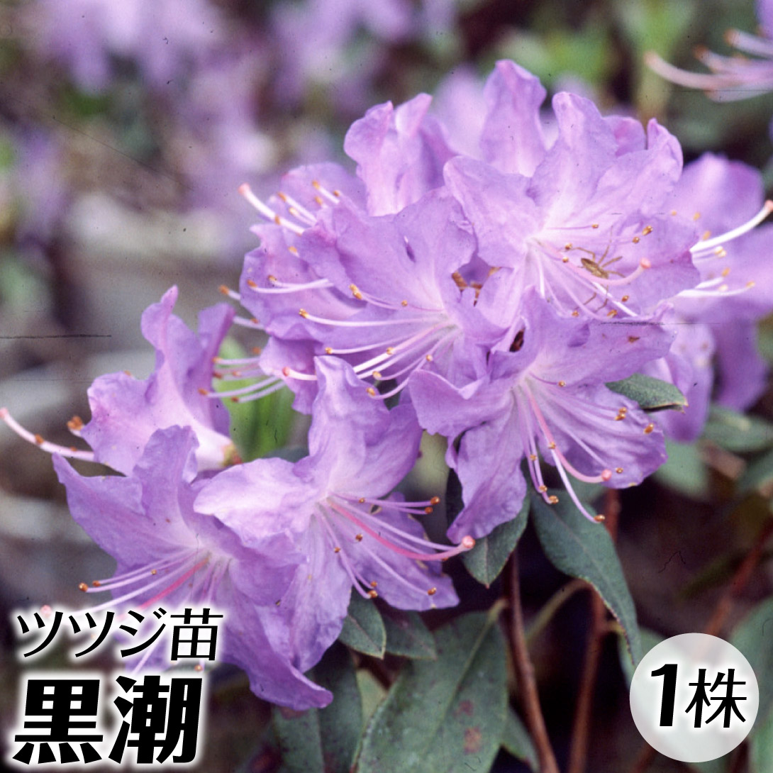 花木苗 ツツジ 黒潮 1株