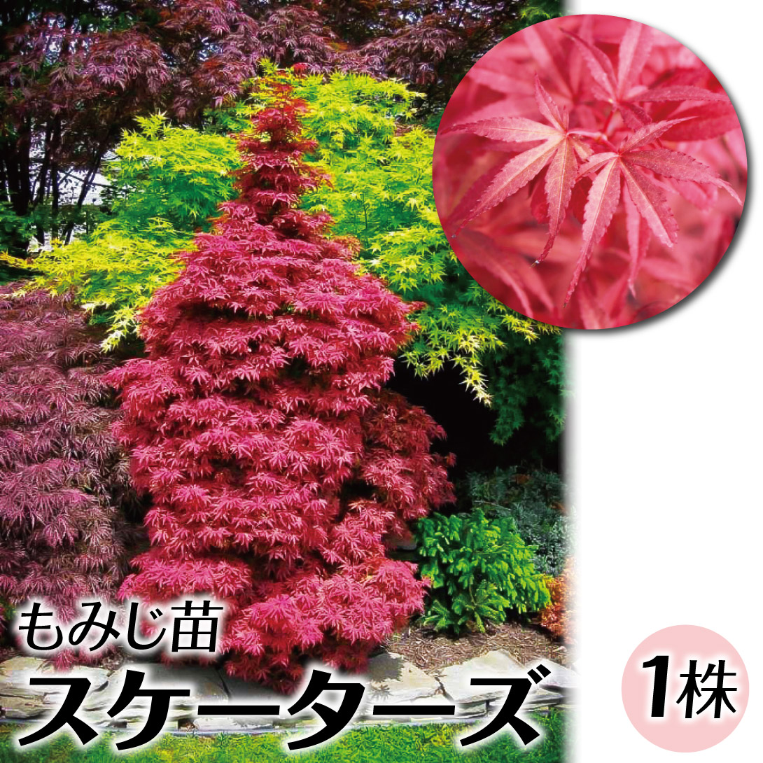 花木苗 もみじ スケーターズ 1株
