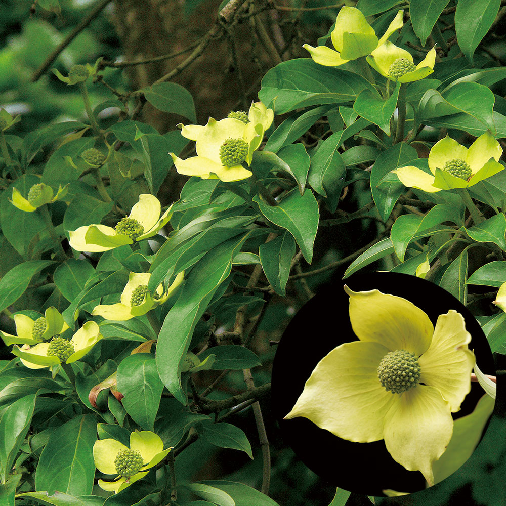 花木苗 常緑ヤマボウシ 金陽 1株