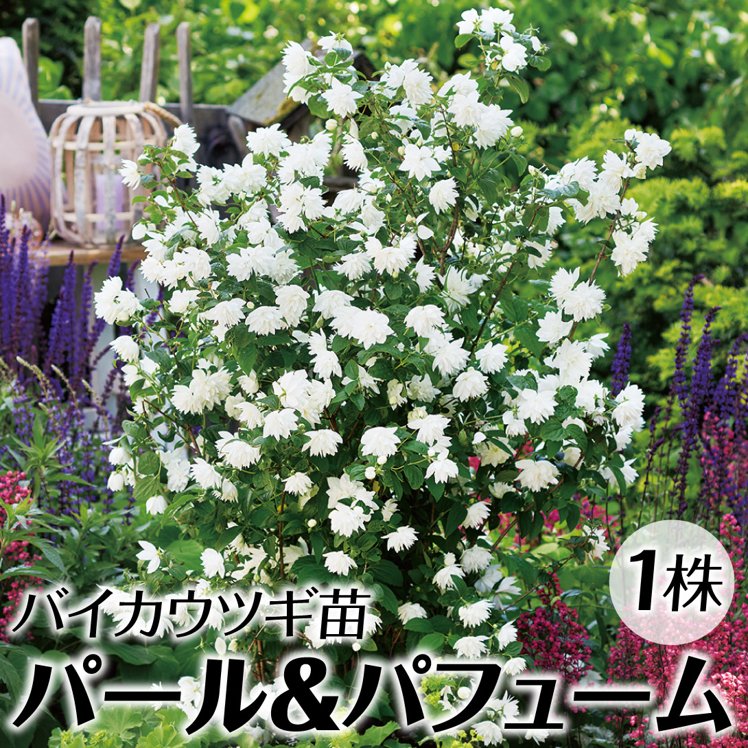 花木苗 バイカウツギ パール＆パフューム 1株