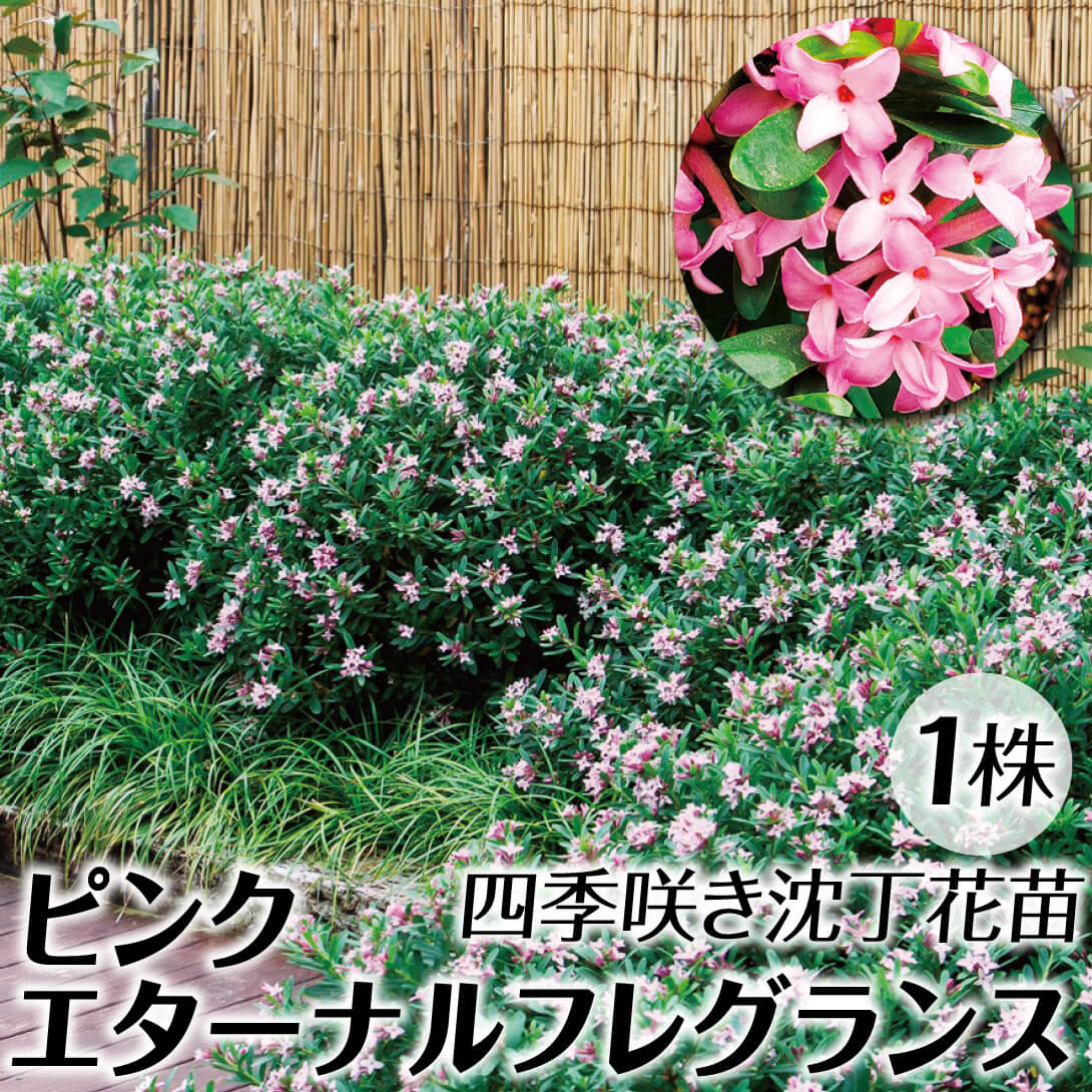 花木苗 四季咲き沈丁花 ピンクエターナルフレグランス 1株