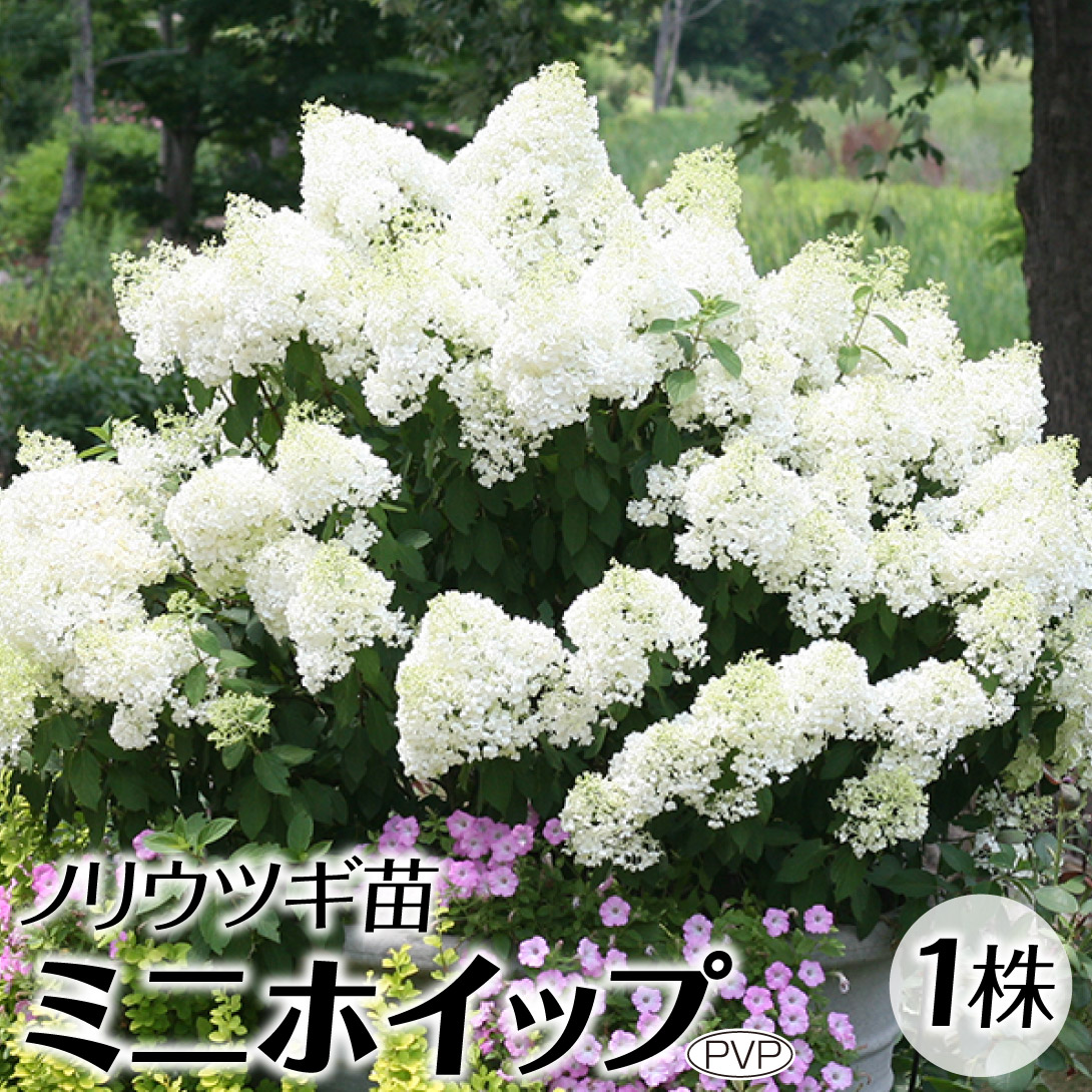 花木苗 ノリウツギ ミニホイップPVP 1株