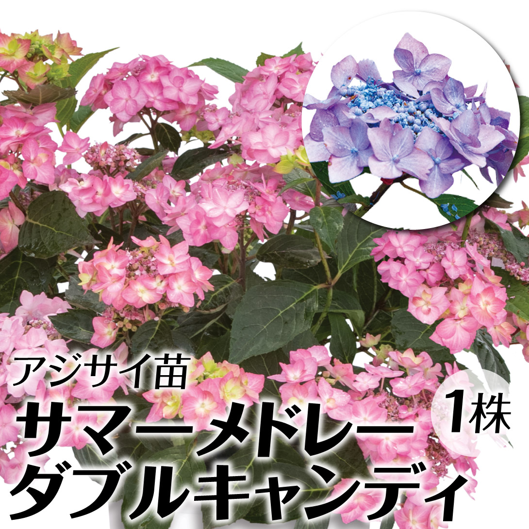 花木苗 アジサイ サマーメドレー ダブルキャンディ 1株