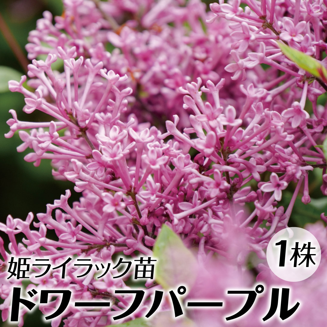 花木苗 姫ライラック ドワーフパープル 1株