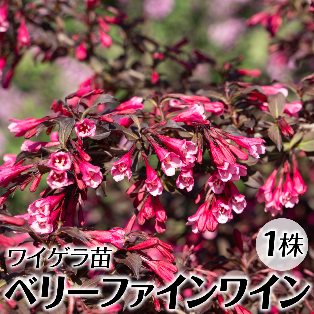 花木苗 ワイゲラ ベリーファインワイン 1株