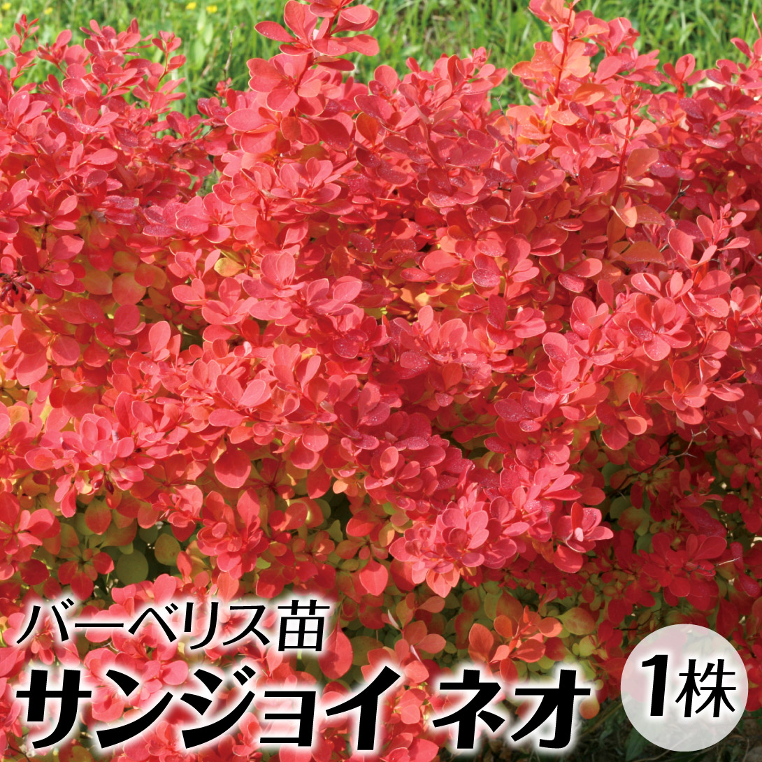 花木苗 バーベリス サンジョイネオ 1株
