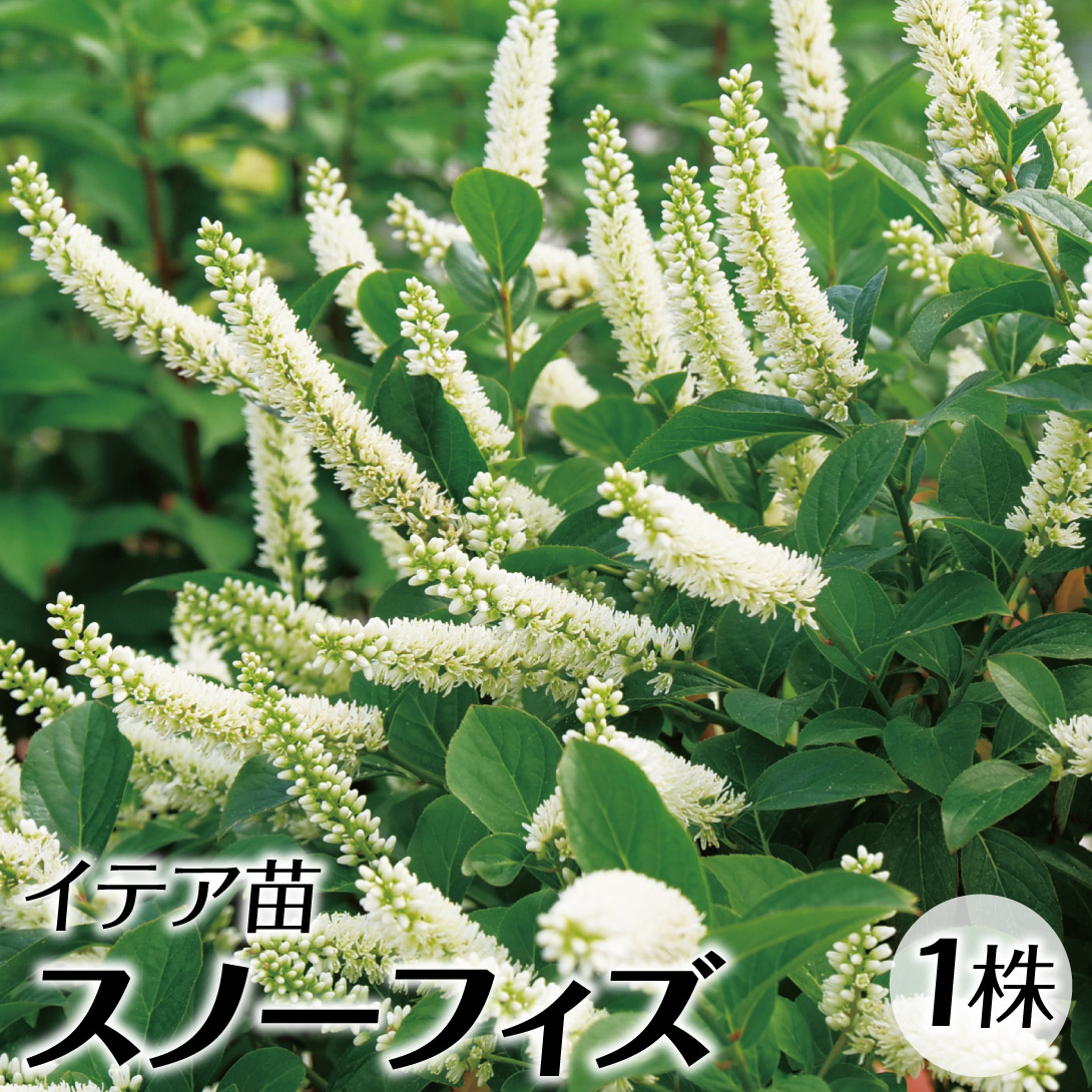 花木苗 スノーフィズ イテア 1株