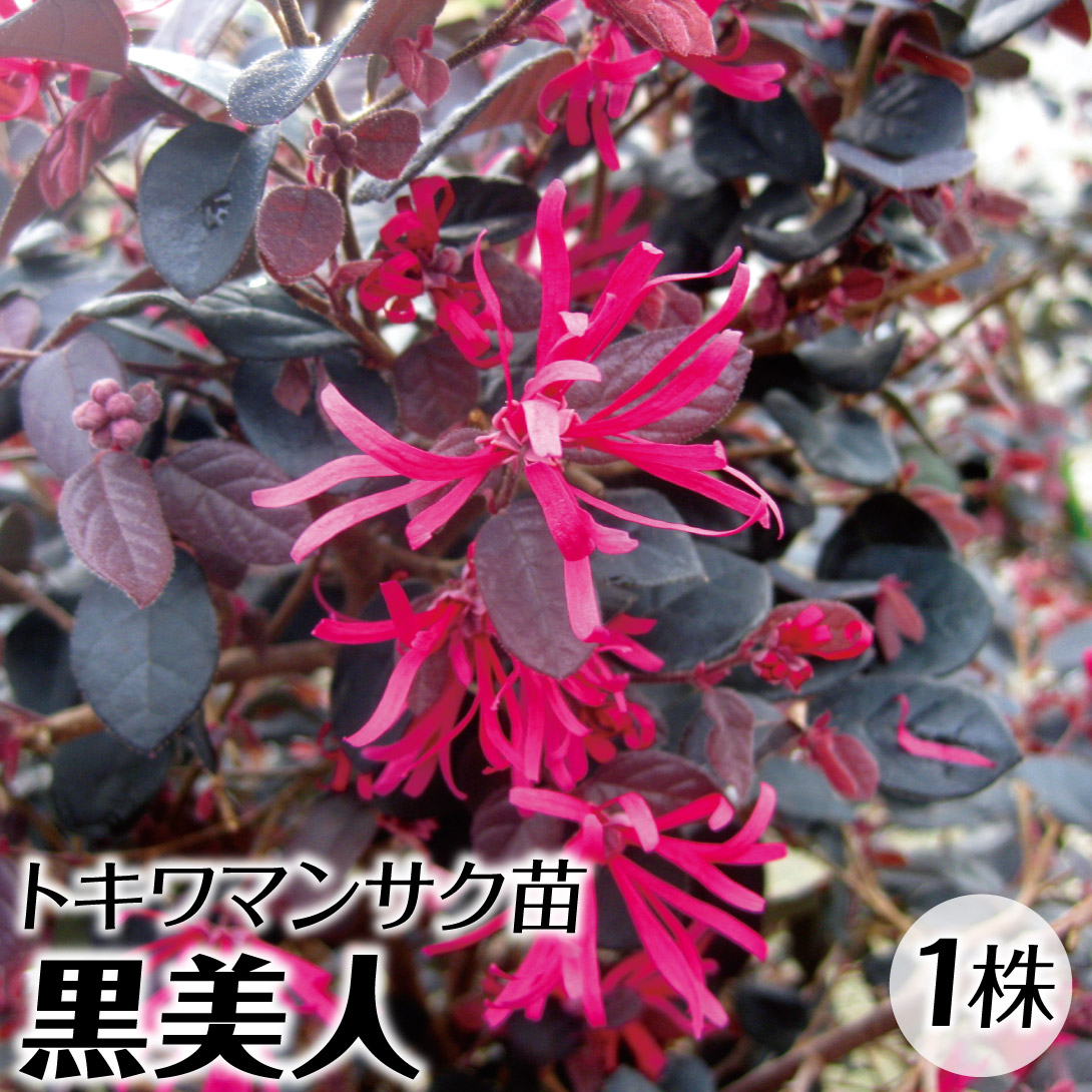 花木苗 トキワマンサク 黒美人 1株