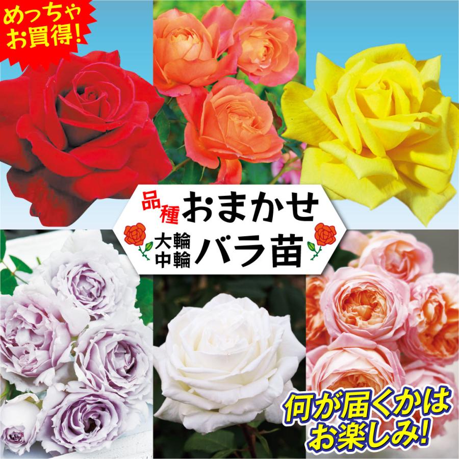 バラ苗 四季咲バラ苗ガチャ (品種見計らい・名称付)