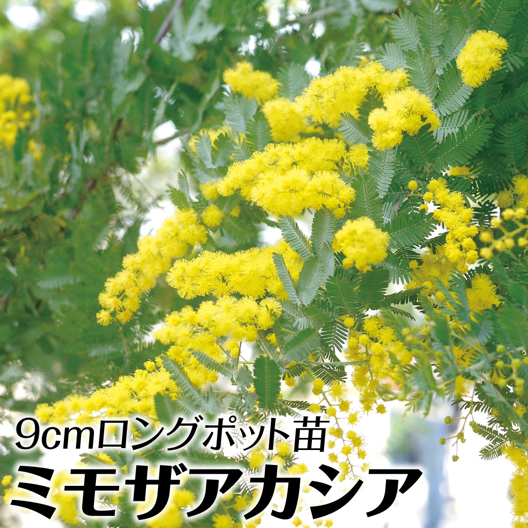 花木苗 ミモザアカシア ロングポット苗