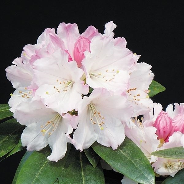 【週末セール】 花木苗 西洋シャクナゲ スーパーローディー 桃色吐息 2株