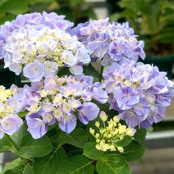 【週末セール】 花木苗 アジサイ スプラッシュ 品種登録出願予定 1株