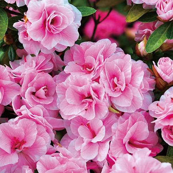 【週末セール】 花木苗 ツツジ あやとり 2株