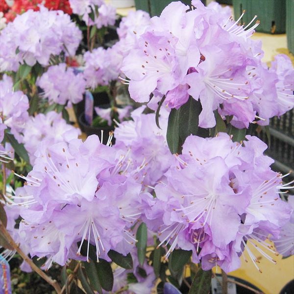 【週末セール】 花木苗 ツツジ さざなみ 2株