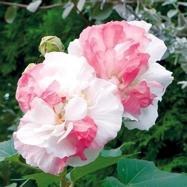 【週末セール】 花木苗 八重咲酔芙蓉 1株