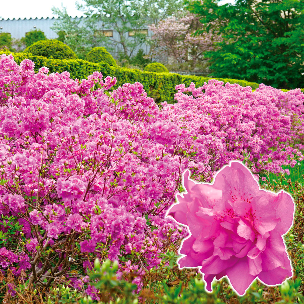 【週末セール】 花木苗 ツツジ 牡丹つつじ 1株