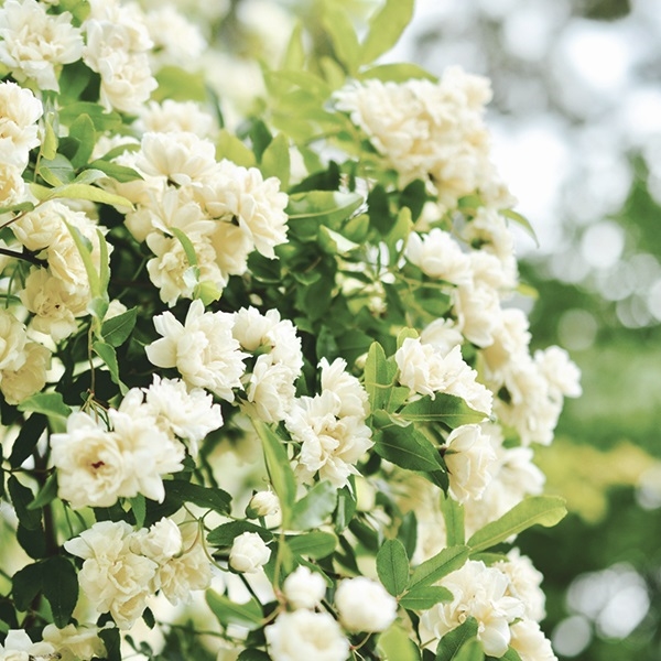 【週末セール】 花木苗 モッコウバラ 白 2株