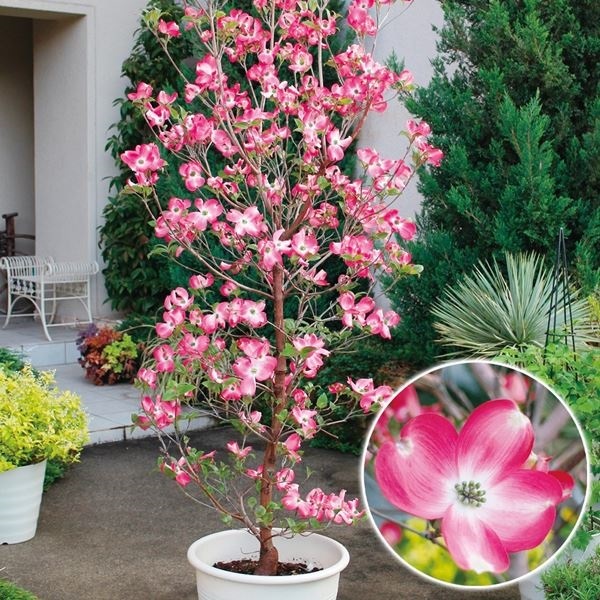 【週末セール】 花木苗 ハナミズキ レッドビューティー 1株