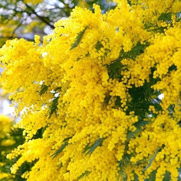 【週末セール】 花木苗 ミモザアカシア ロングポット苗