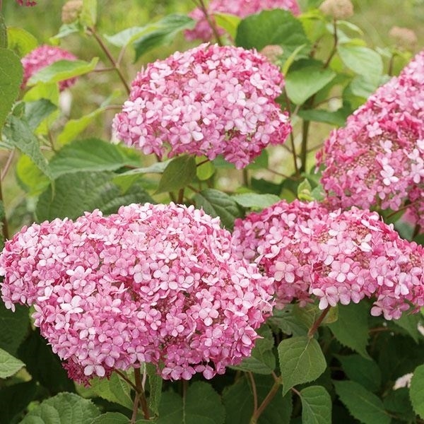 【週末セール】 花木苗 アメリカアジサイ アナベル ミディピンクPVP 1株