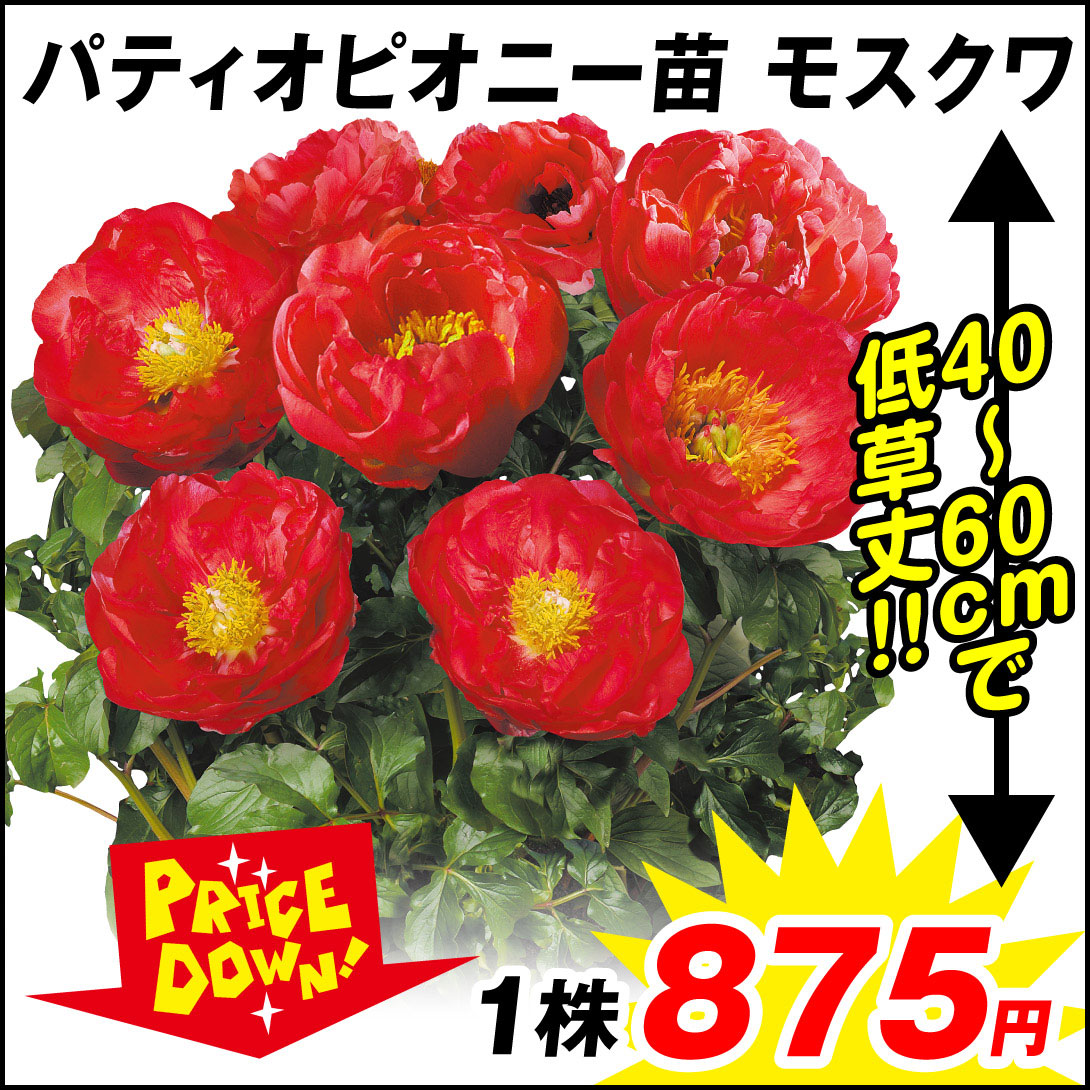 花苗 芍薬 パティオピオニー モスクワ 1株 【セール価格 / 送料グループ：R25V6】