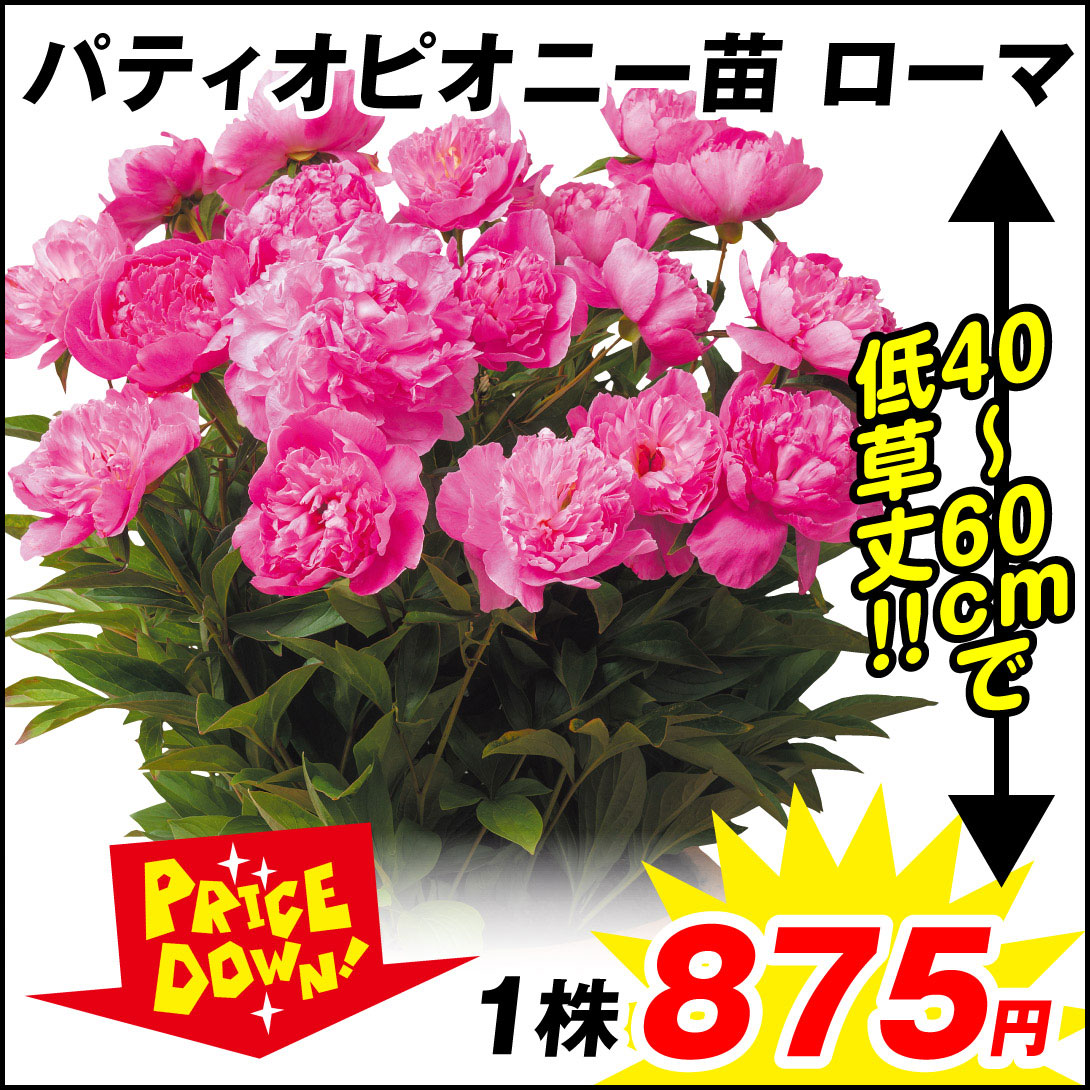 花苗 芍薬 パティオピオニー ローマ 1株 【セール価格 / 送料グループ：R25V6】