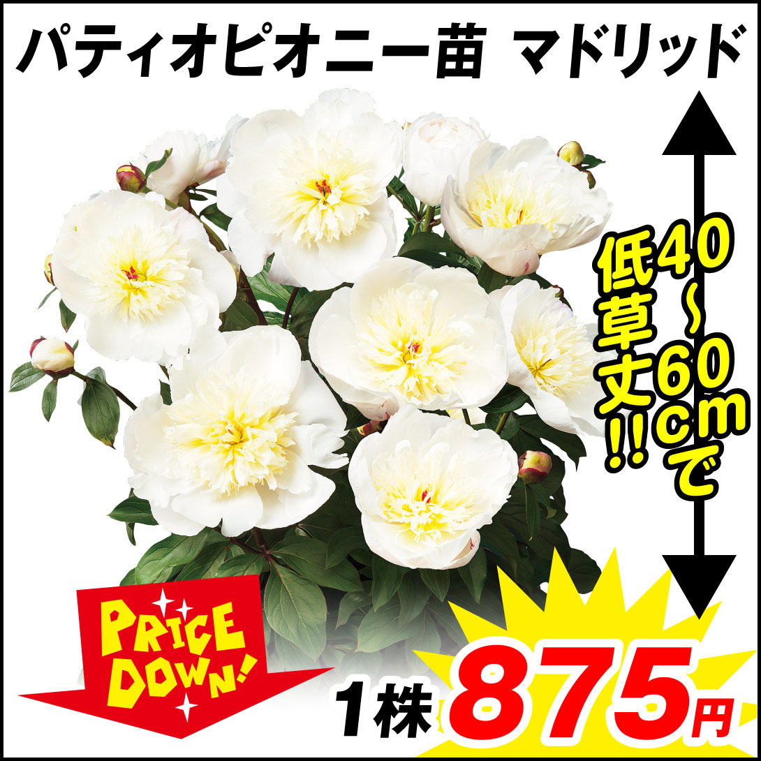 花苗 芍薬 パティオピオニー マドリッド 1株【セール価格 / 送料グループ：R25V6】