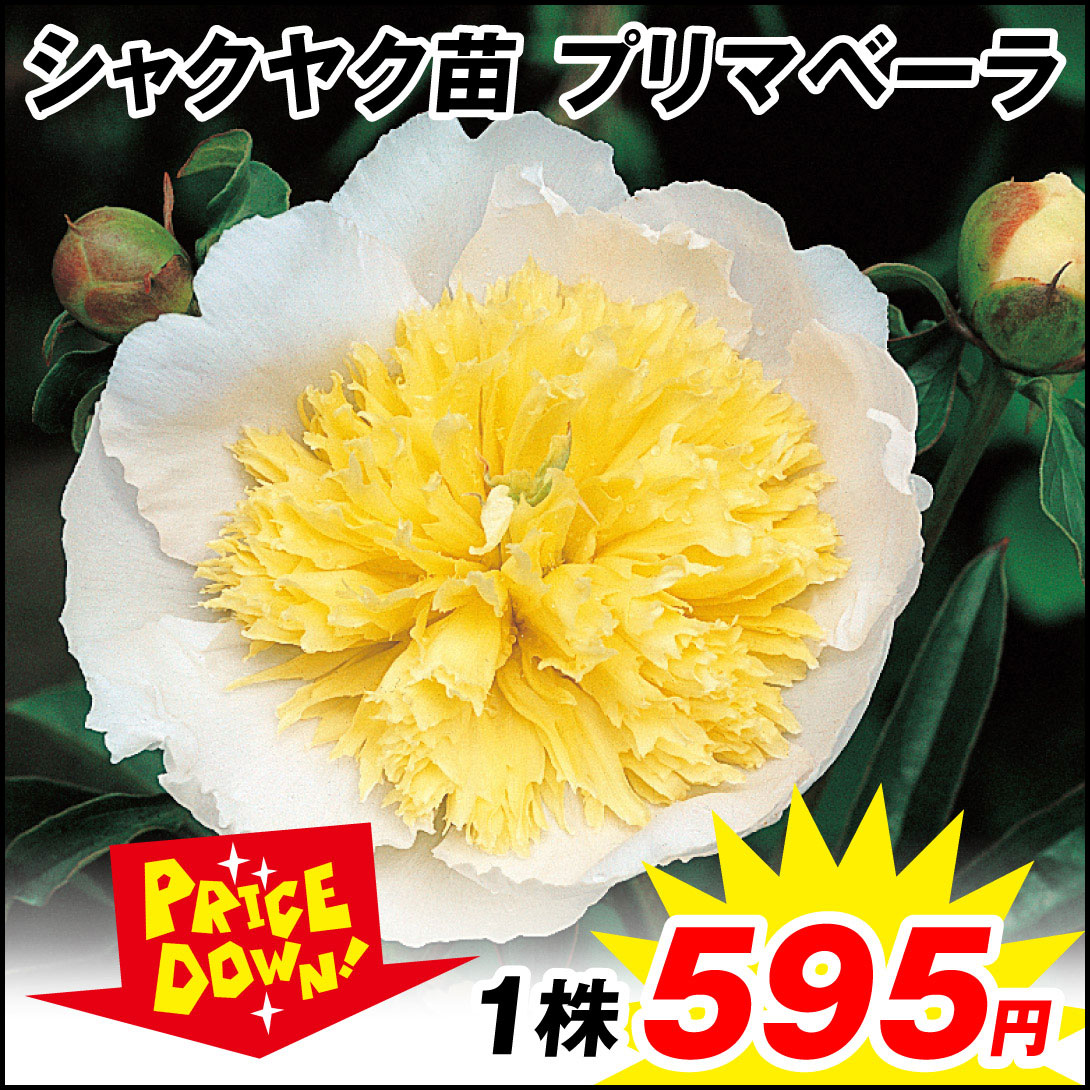 花苗 芍薬 プリマベーラ 1株 【セール価格 / 送料グループ：R25V6】