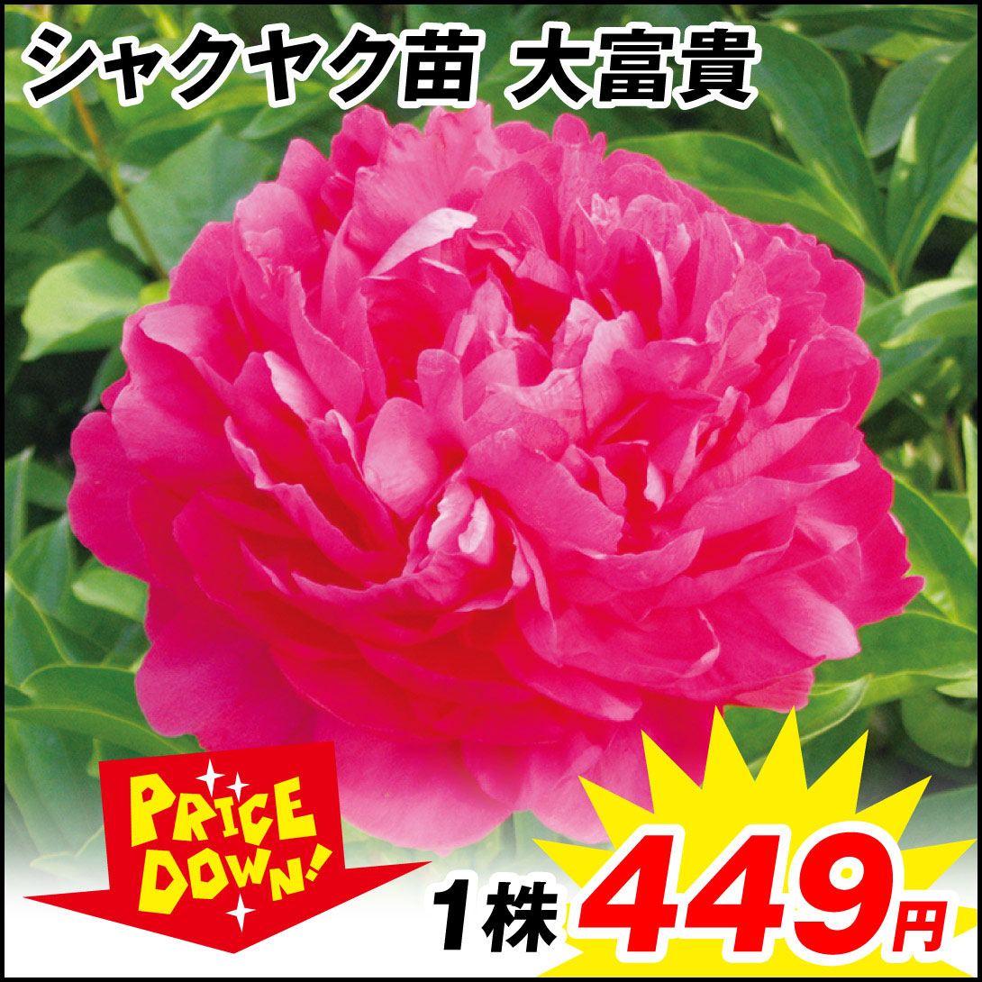 芍薬 大富貴 1株【セール価格 / 送料グループ：R25V6】