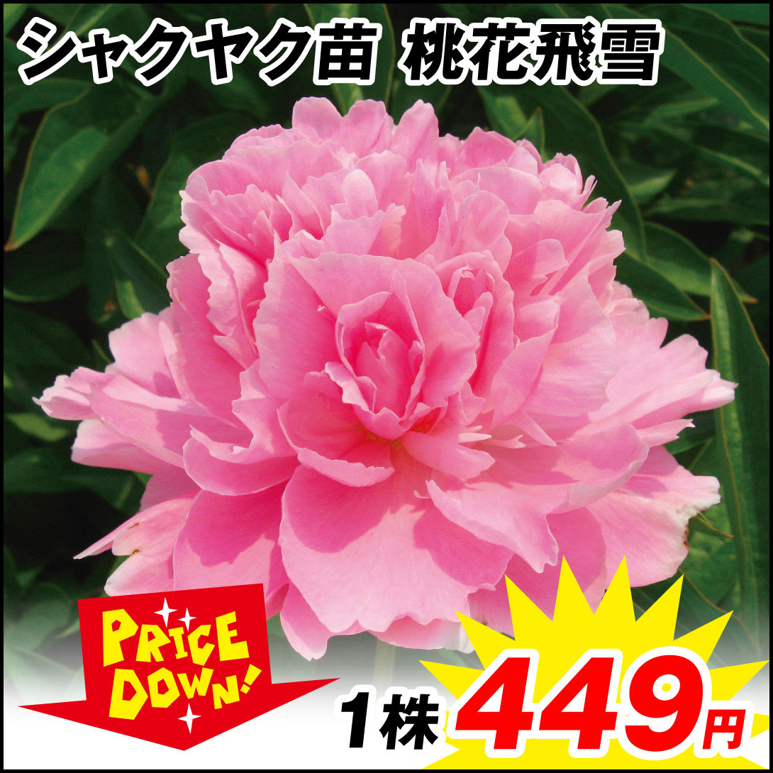 芍薬 桃花飛雪 1株【セール価格 / 送料グループ：R25V6】