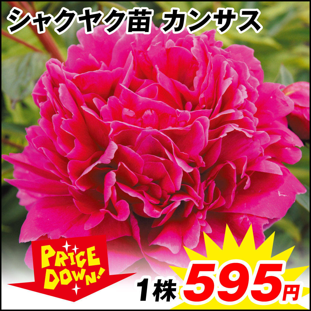 芍薬 苗 カンサス 1株【セール価格 / 送料グループ：R25V6】