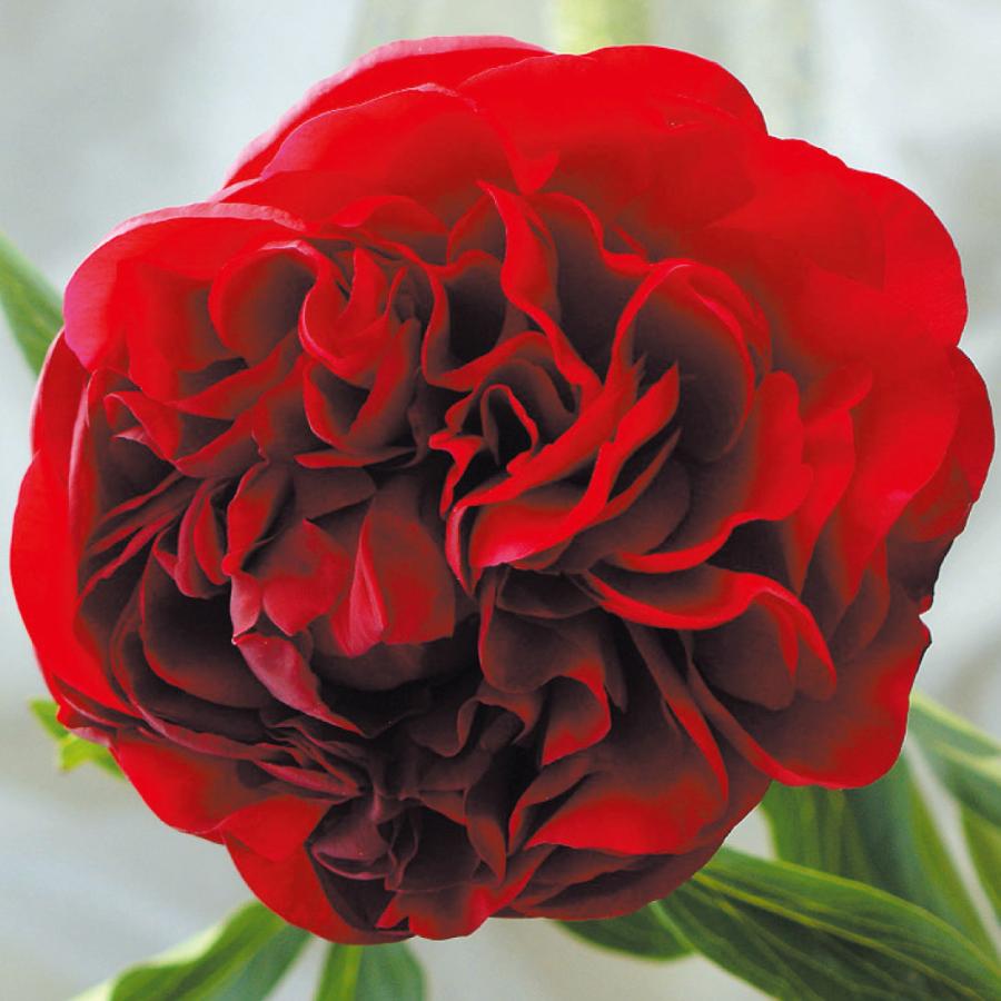 芍薬苗 キャロル 1株【セール価格 / 送料グループ：R25V6】
