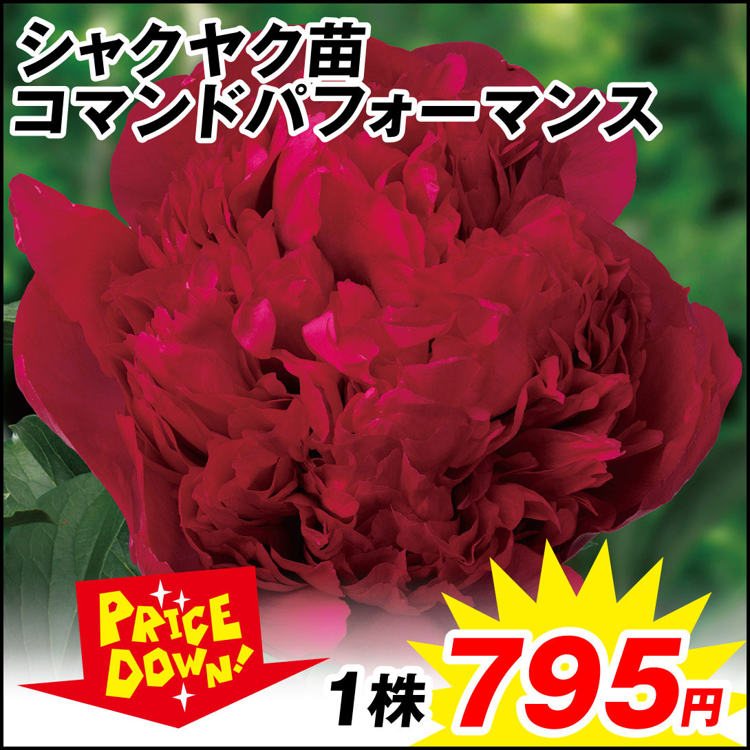 芍薬苗 コマンドパフォーマンス 1株【セール価格 / 送料グループ：R25V6】
