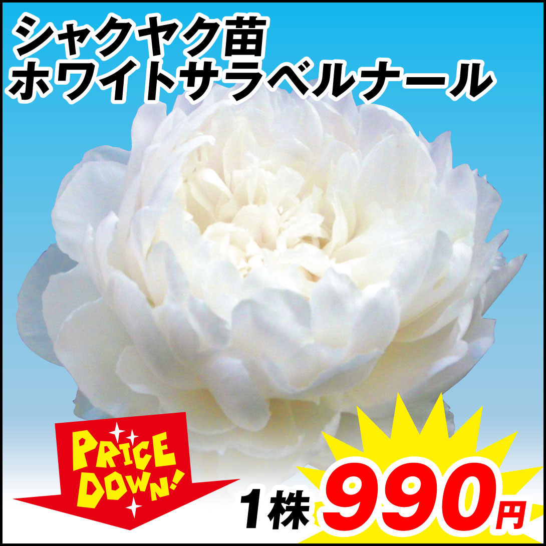 芍薬苗 ホワイトサラベルナール 1株【セール価格 / 送料グループ：R25V6】