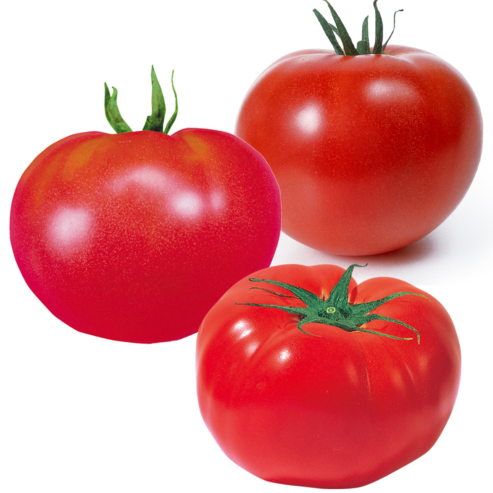 接木野菜苗 大玉トマト お買得大玉トマトセット 3種6株