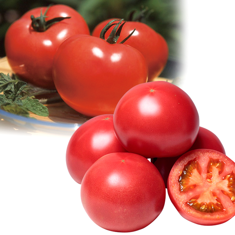 接木野菜苗 大玉トマト 樹上完熟トマトセット 2種4株