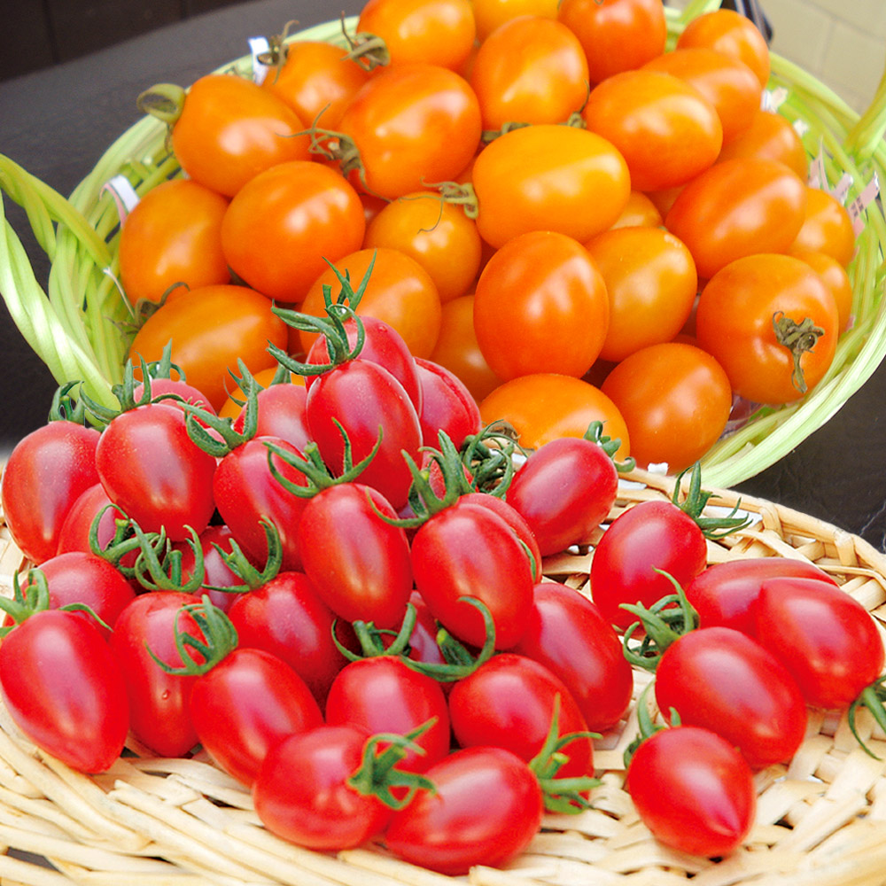 接木野菜苗 ミニトマト ハニーセット 2種4株