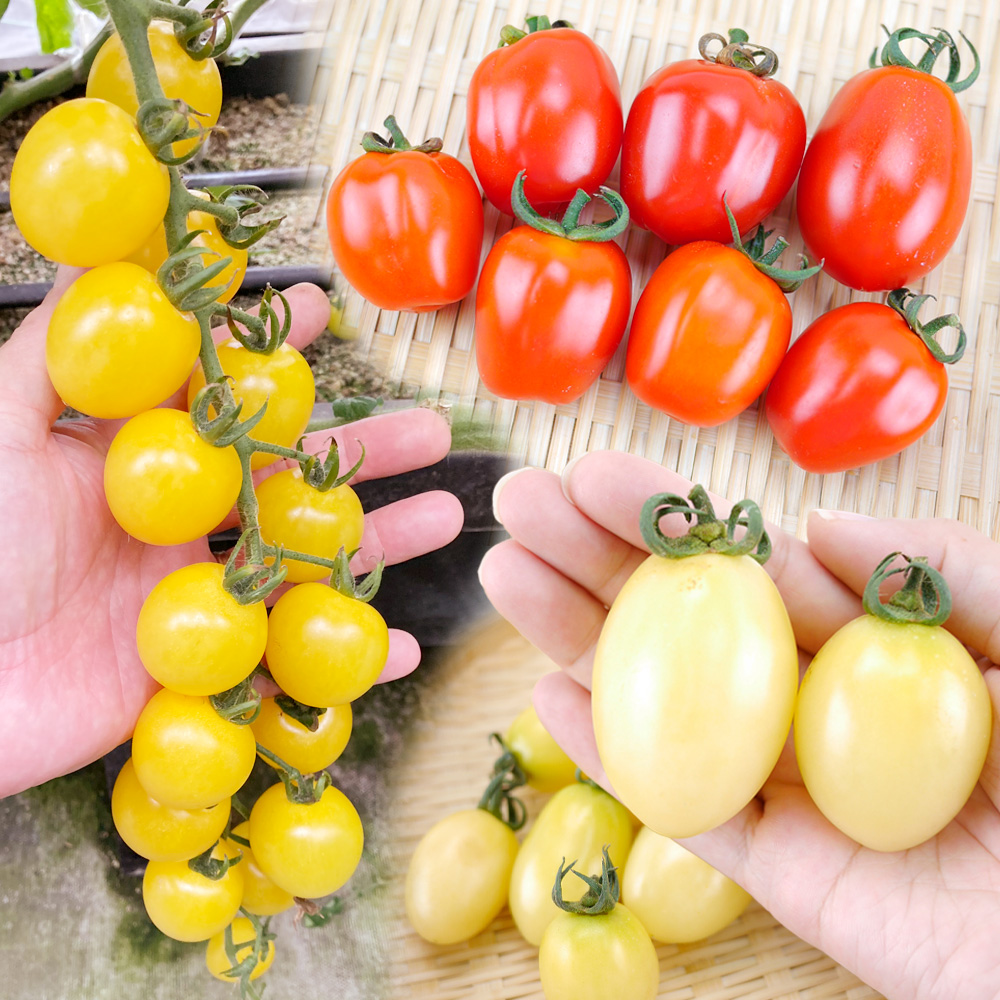 接木野菜苗 ミニトマト 最新ミニトマトセット 3種6株